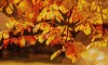 Golden Autumn (Worksheet for Intermediate/Upper-Intermediate level)