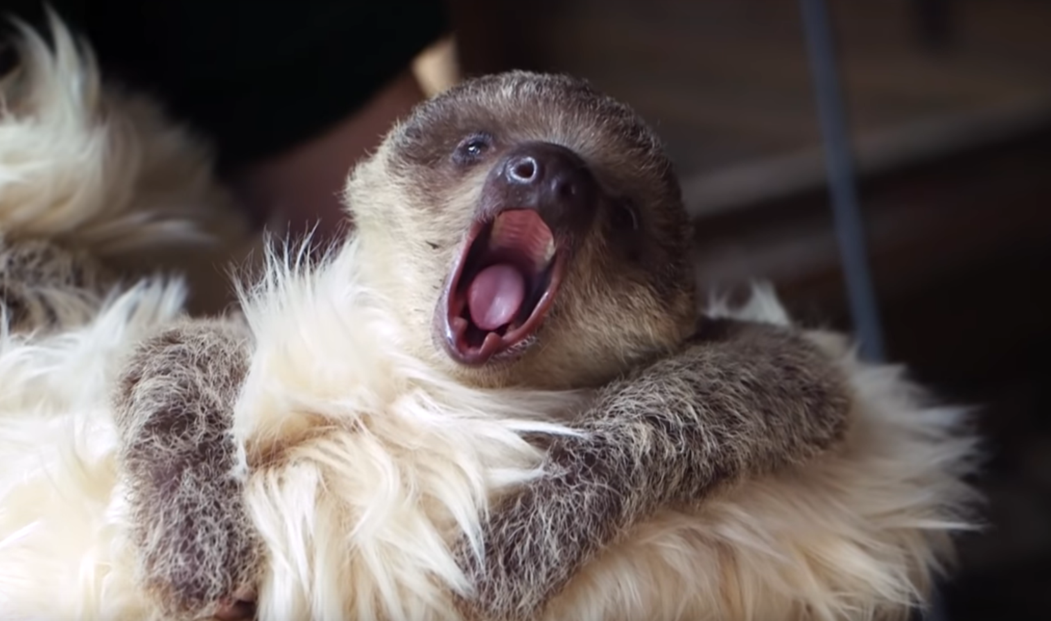 International Sloth Day: 5 заданий для тематического урока.
