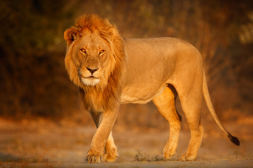african lion portrait warm light 1 Skyteach