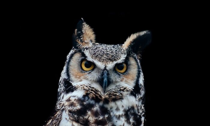 amazing shot beautiful owl isolated black 1 Skyteach